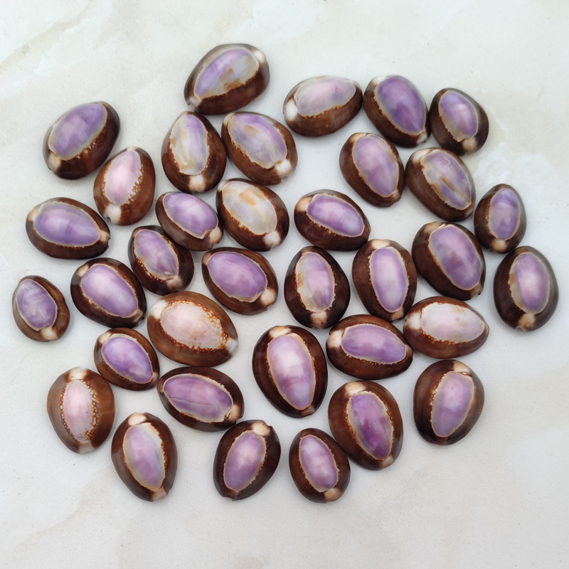 Natural Cypraea carneola Shell - Marine Aquarium Hermit Crab review and price